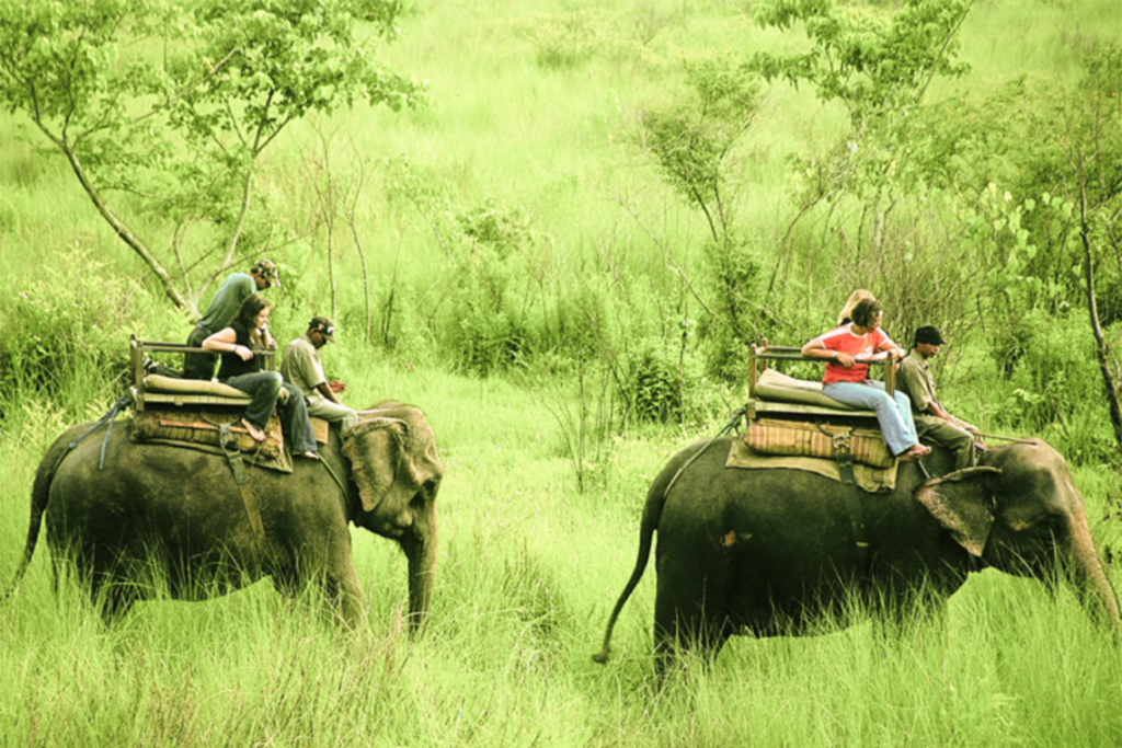 jungle safari price in chitwan